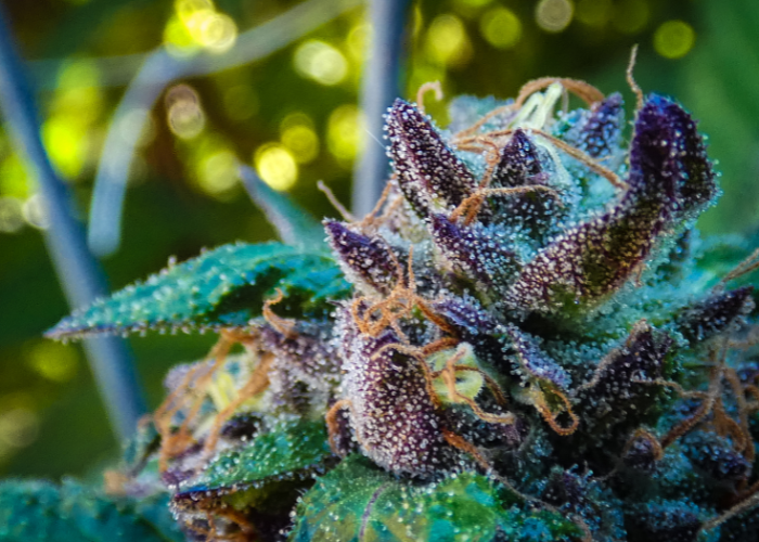 Choosing the Right Strain for Different Activities: A Guide to Indica, Sativa, and Hybrid