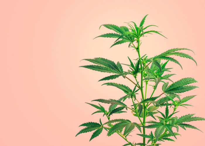 Understanding Full-Spectrum, Broad-Spectrum, and THCA Isolate: Which One is Right for You?