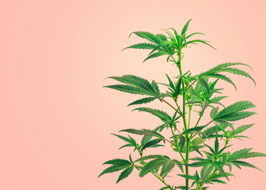 Understanding Full-Spectrum, Broad-Spectrum, and THCA Isolate: Which One is Right for You?