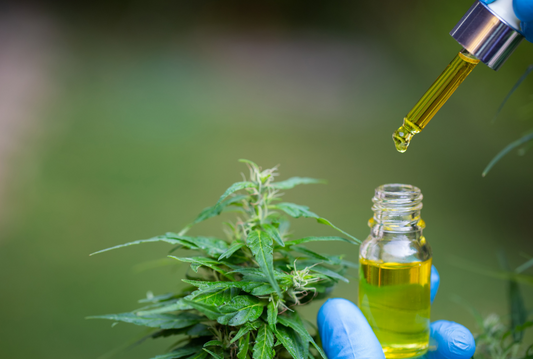 The Effects of Premium THCA Flower: What to Expect and How It Can Benefit You