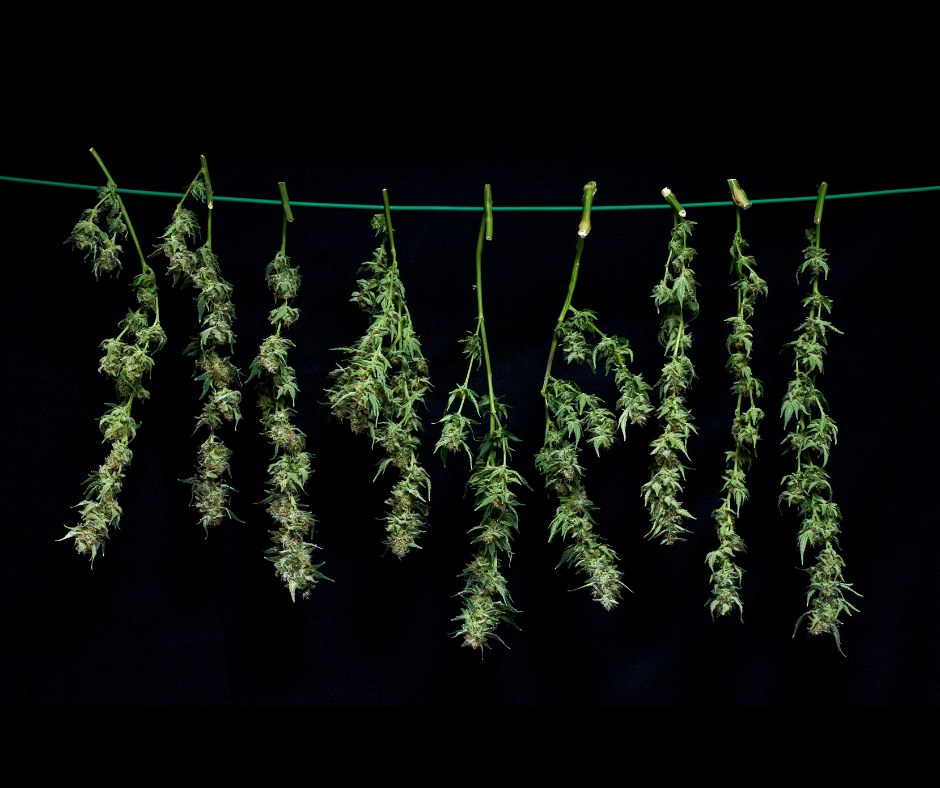 How to Tell If Your THCA Flower Is High-Grade:  A Guide to Aroma, Appearance, and Potency