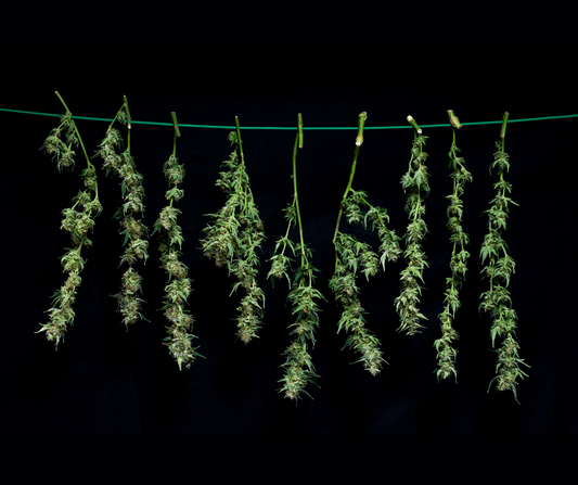 How to Tell If Your THCA Flower Is High-Grade:  A Guide to Aroma, Appearance, and Potency