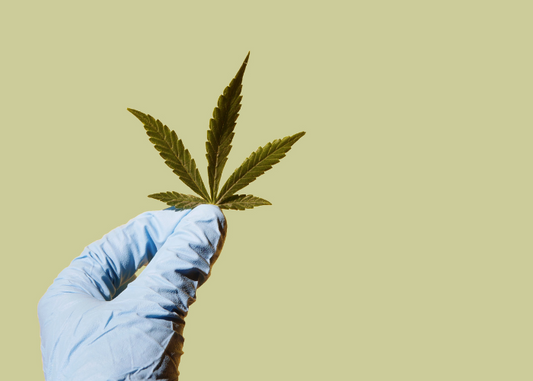 Why Quality Matters: Comparing the Effects of Low vs. High-Grade THCA Flower